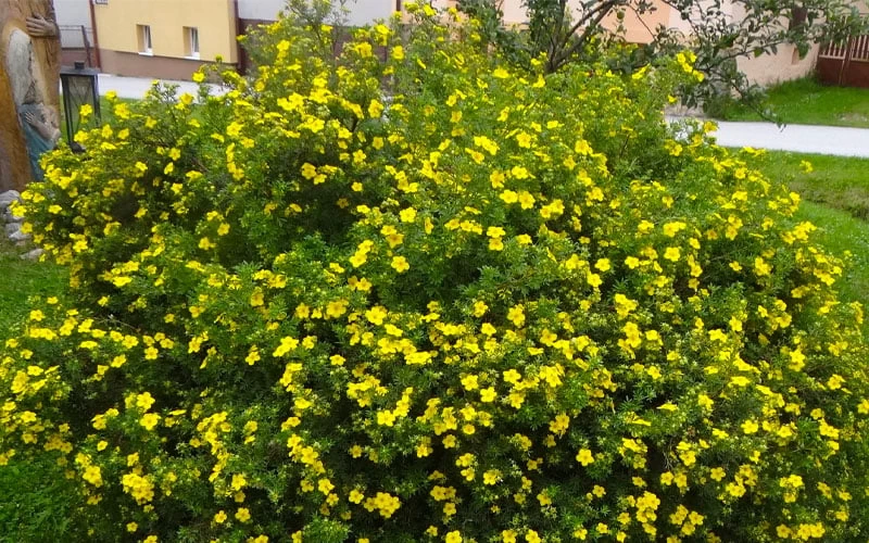 Gold Star Shrubby Cinquefoil (Potentilla Fruticosa) - 1 Gallon Pot - Image 5