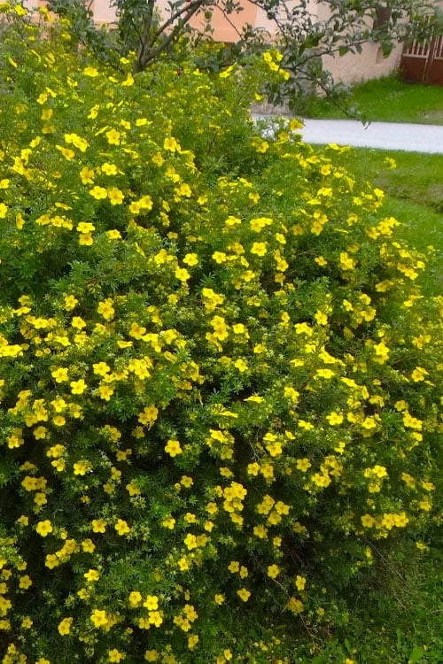 Gold Star Shrubby Cinquefoil (Potentilla Fruticosa) - 1 Gallon Pot - Image 7