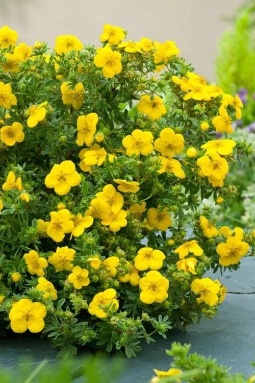 Gold Star Shrubby Cinquefoil (Potentilla Fruticosa) - 1 Gallon Pot - Image 6