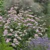 Silver Leaf Mountain Mint (Pycnanthemum Incanum) - 1 Gallon Pot