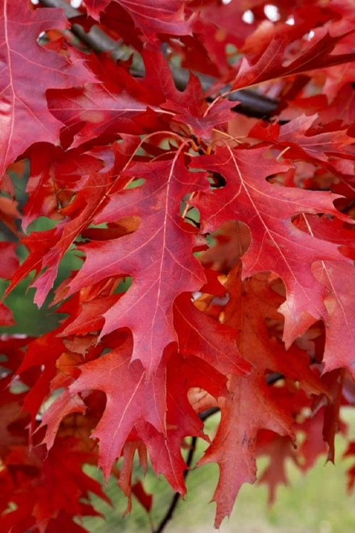 Scarlet Oak Tree (Quercus Coccinea) - 1 Gallon Pot - Image 4