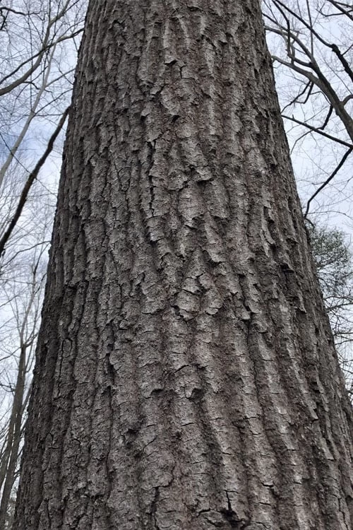 Scarlet Oak Tree (Quercus Coccinea) - 1 Gallon Pot - Image 5