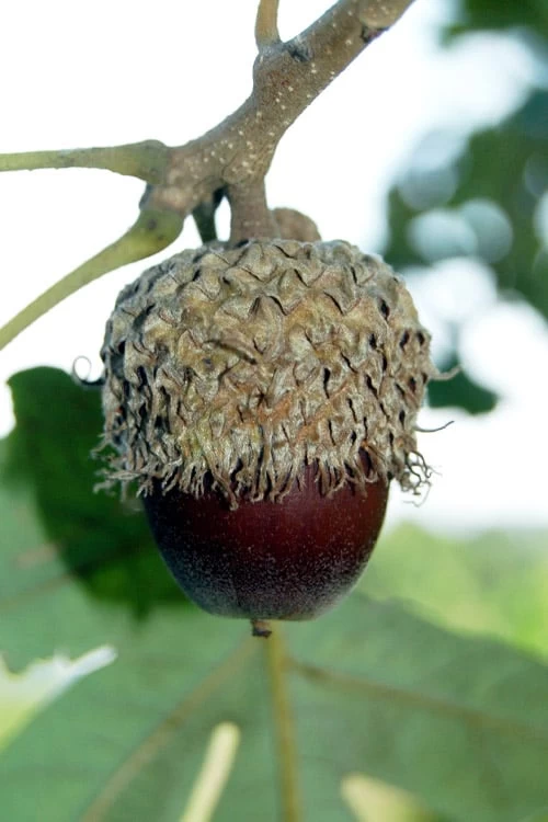 Mossycup Bur Oak Tree (Quercus Macrocarpa) - 3 Pack Of 1.5 Quart Pots - Image 6