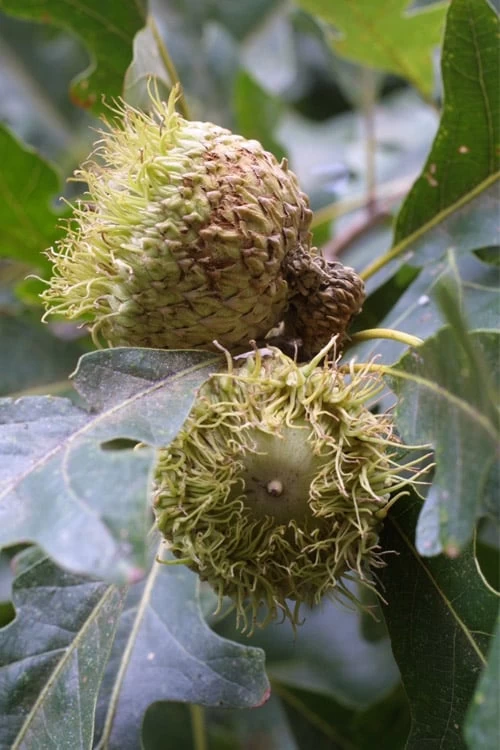 Mossycup Bur Oak Tree (Quercus Macrocarpa) - 3 Pack Of 1.5 Quart Pots - Image 8