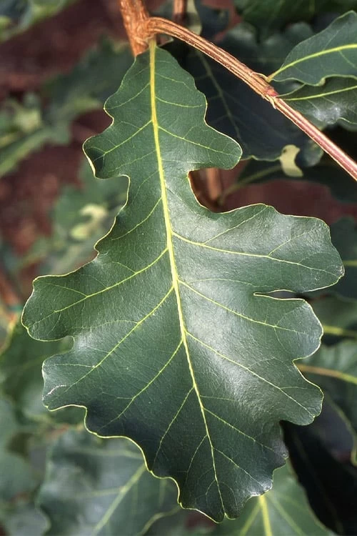 Mossycup Bur Oak Tree (Quercus Macrocarpa) - 3 Pack Of 1.5 Quart Pots - Image 4