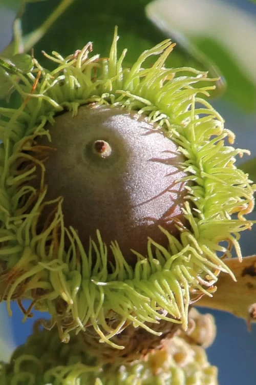 Mossycup Bur Oak Tree (Quercus Macrocarpa) - 3 Pack Of 1.5 Quart Pots