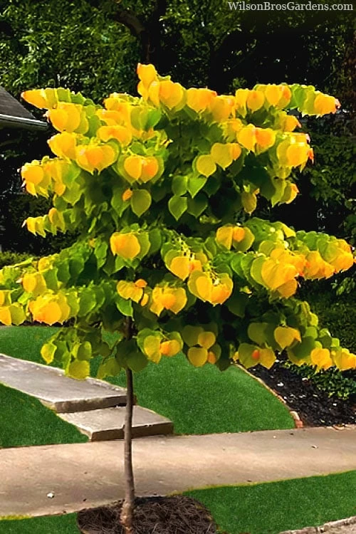 The Rising Sun Redbud Tree - 3 Gallon Pot - Image 4