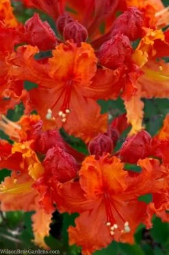 Admiral Frank Buchanan Native Azalea (Rhododendron) - 3 Gallon Pot