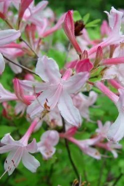 Coastal Azalea (Rhododendron Atlanticum) - 1 Gallon Pot