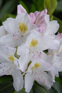 White Catawba Rhododendron - 3 Gallon Pot