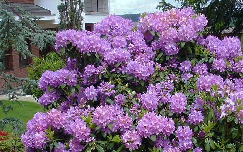 Grandiflorum Catawba Rhododendron - 3 Gallon Pot - Image 5