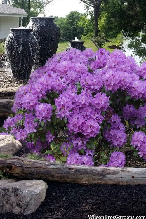Grandiflorum Catawba Rhododendron - 3 Gallon Pot - Image 4