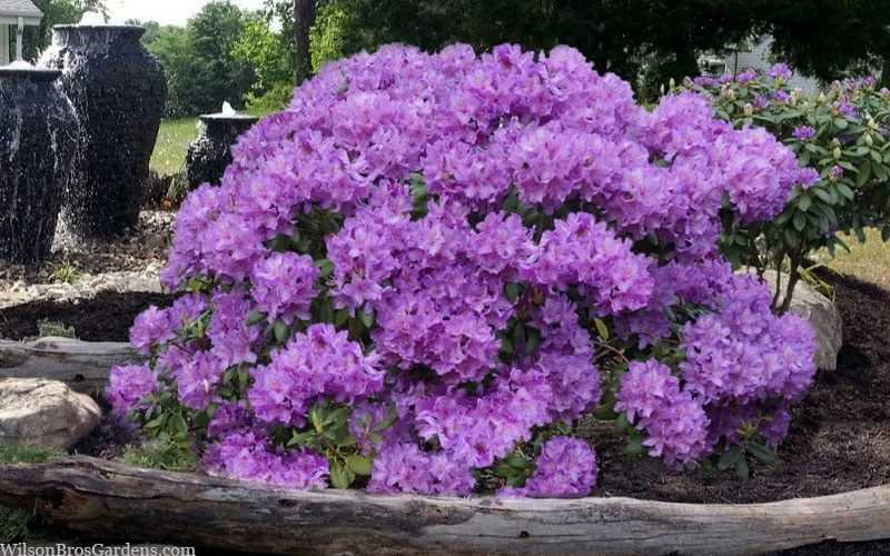 Grandiflorum Catawba Rhododendron - 3 Gallon Pot - Image 6