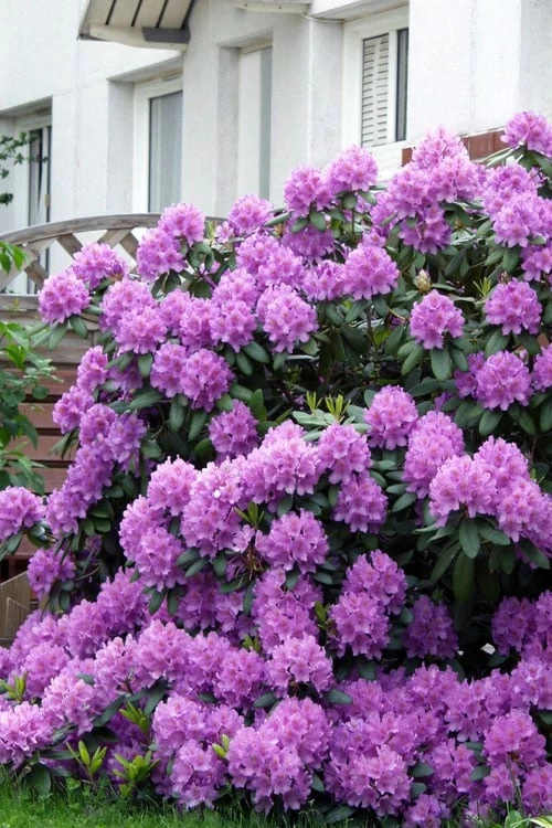 Grandiflorum Catawba Rhododendron - 3 Gallon Pot - Image 8
