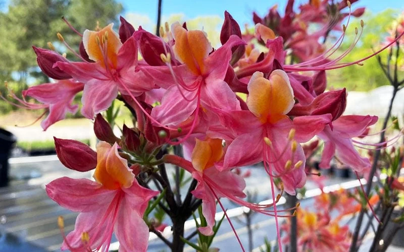 Cotton Candy Native Azalea (Rhododendron) - 3 Gallon Pot - Image 7