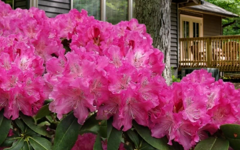 Holden Rhododendron - 3 Gallon Pot - Image 5