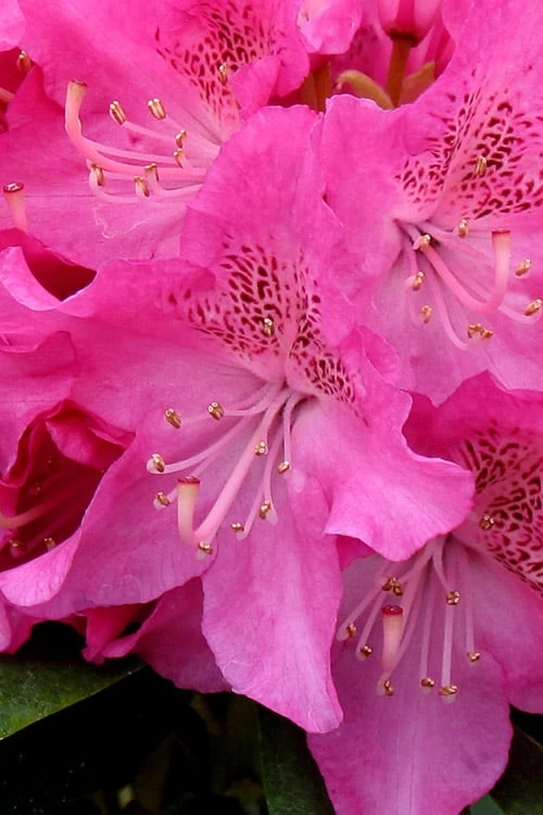 Holden Rhododendron - 3 Gallon Pot - Image 4