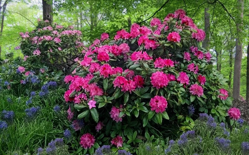 Holden Rhododendron - 3 Gallon Pot - Image 6