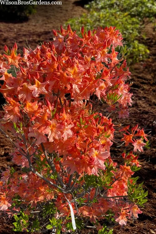Pat Ryan Aromi Azalea (Rhododendron Hybrid) - 1 Gallon Pot - Image 5