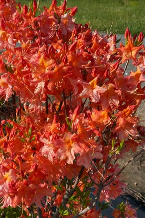 Pat Ryan Aromi Azalea (Rhododendron Hybrid) - 1 Gallon Pot - Image 4