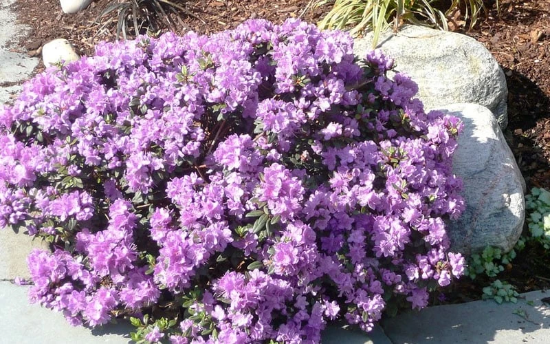 Purple Gem Dwarf Rhododendron - 3 Gallon Pot - Image 4