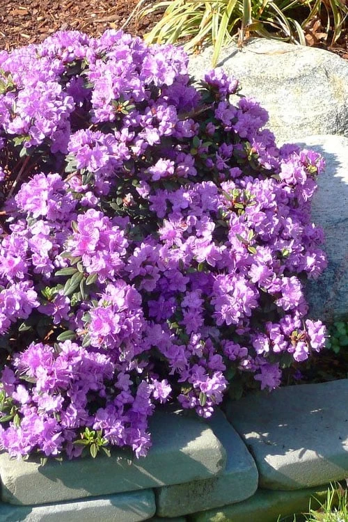 Purple Gem Dwarf Rhododendron - 3 Gallon Pot