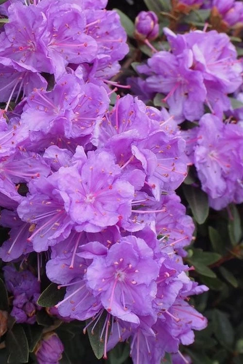 Purple Gem Dwarf Rhododendron - 3 Gallon Pot - Image 5