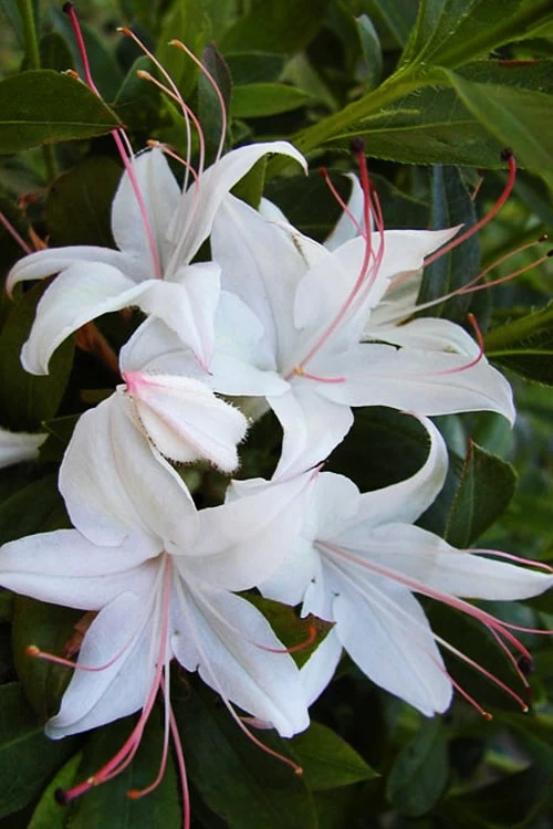 Weston's Innocence Fragrant Swamp Azalea (Rhododendron) - 3 Gallon Pot - Image 7