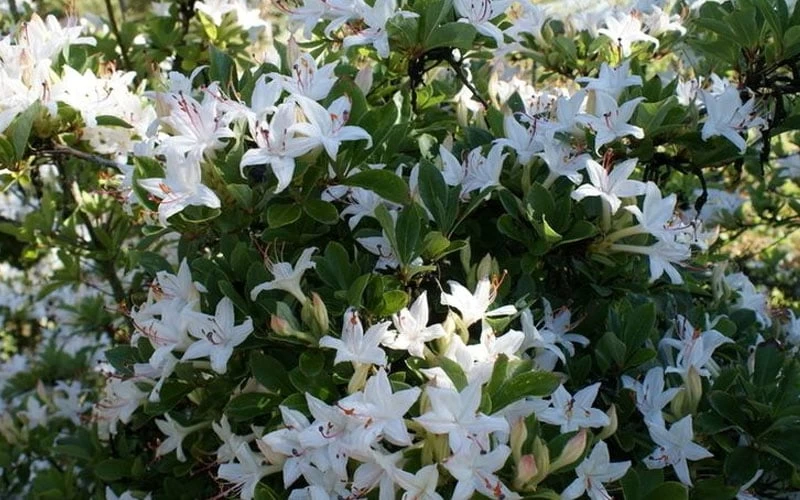Weston's Innocence Fragrant Swamp Azalea (Rhododendron) - 3 Gallon Pot - Image 5