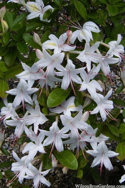 Weston's Innocence Fragrant Swamp Azalea (Rhododendron) - 3 Gallon Pot