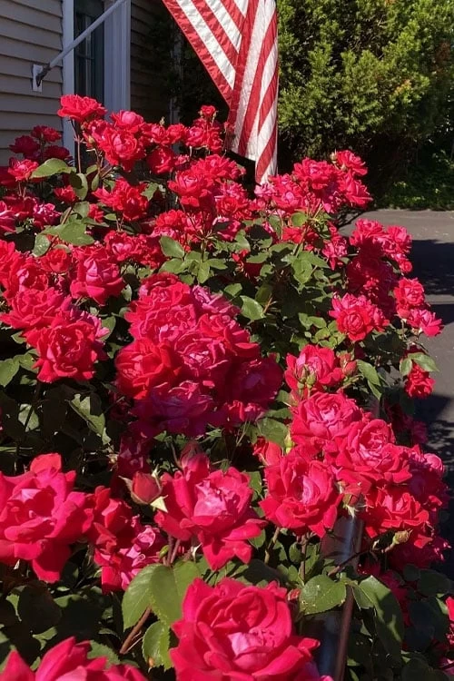 Red Double Knock Out Rose - 1 Gallon Pot - Image 6