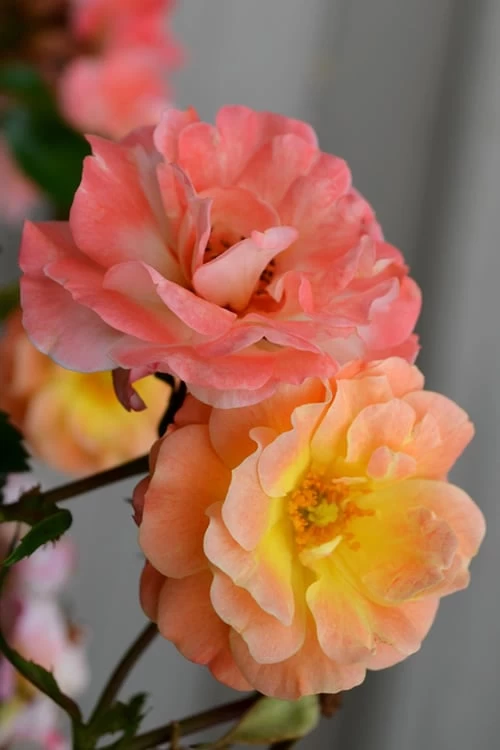 Peach Drift Groundcover Rose - 3 Gallon Pot - Image 3