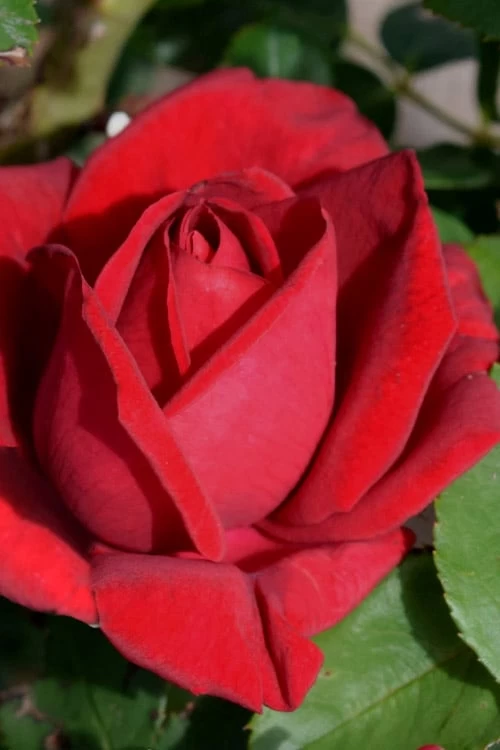 Easy Elegance Kashmir Rose - 3 Gallon Pot - Image 6