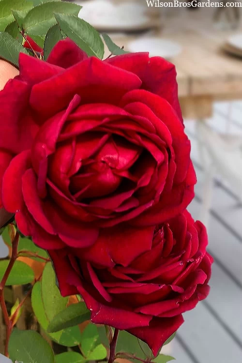 Easy Elegance Kashmir Rose - 3 Gallon Pot - Image 5