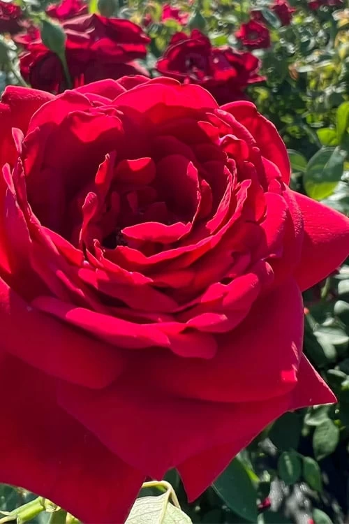 Easy Elegance Kashmir Rose - 3 Gallon Pot - Image 4