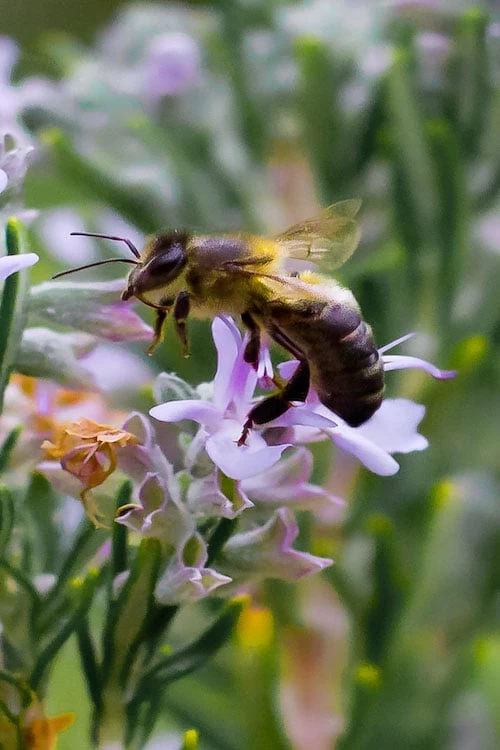 Salem Rosemary - 5 Pack Of Quart Pots - Image 5