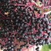 Wyldewood American Elderberry (Sambucus Canadensis) - 3 Gallon Pot