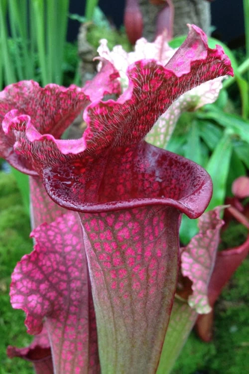 Juthatip Soper Pitcher Plant (Saracennia) - 2.5 Quart Pot