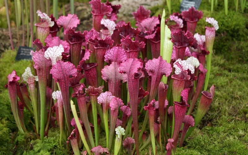 Juthatip Soper Pitcher Plant (Saracennia) - 2.5 Quart Pot - Image 5