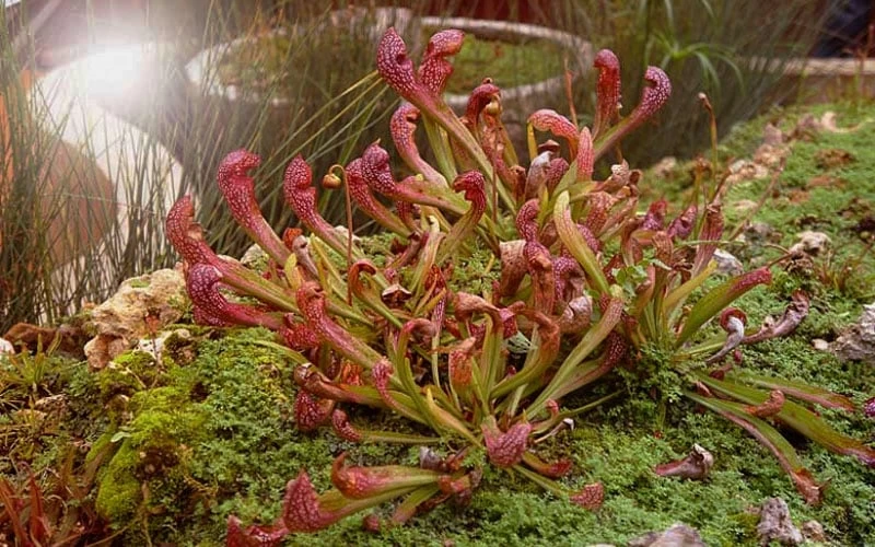 Scarlet Belle Pitcher Plant (Sarracenia) - 2.5 Quart Pot - Image 9