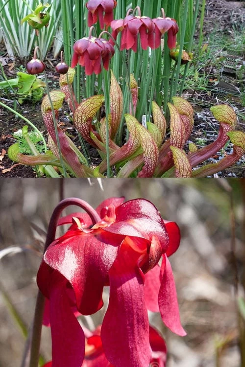 Scarlet Belle Pitcher Plant (Sarracenia) - 2.5 Quart Pot - Image 11