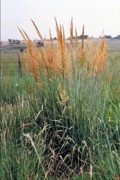 Yellow Indian Grass (Sorghastrum Nutans) - 1 Gallon Pot