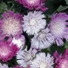Color Wheel Stokesia (Stokes Aster) - 1 Gallon Pot