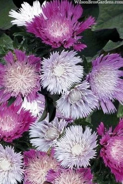 Color Wheel Stokesia (Stokes Aster) - 1 Gallon Pot