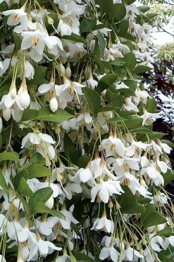 Fragrant Fountain Weeping Japanese Snowbell Tree - 5 Gallon Pot