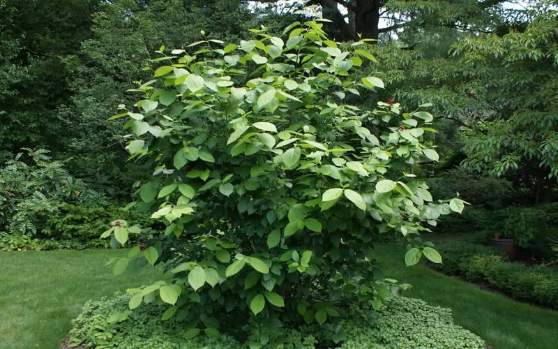 Venus White Sweetshrub (Calycanthus) - 3 Gallon Pot - Image 5
