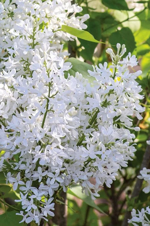 New Age White Lilac (Syringa) - 3 Gallon Pot - Image 6