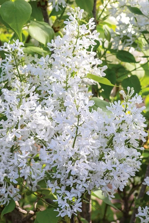 New Age White Lilac (Syringa) - 3 Gallon Pot - Image 4