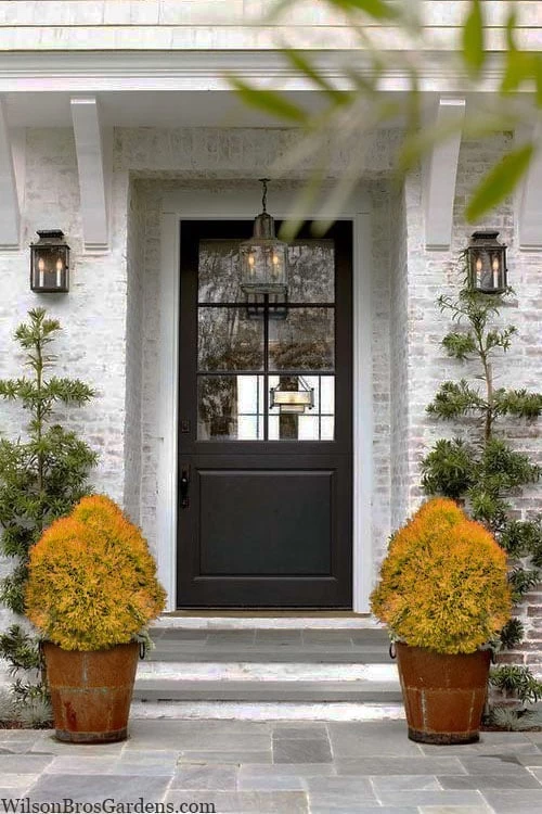 Fire Chief Arborvitae - 3 Gallon Pot - Image 5