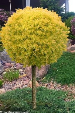 Sienna Sunset Arborvitae Topiary Tree - 3 Gallon Pot